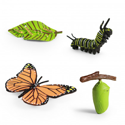 Motýl a jeho růstový vývoj