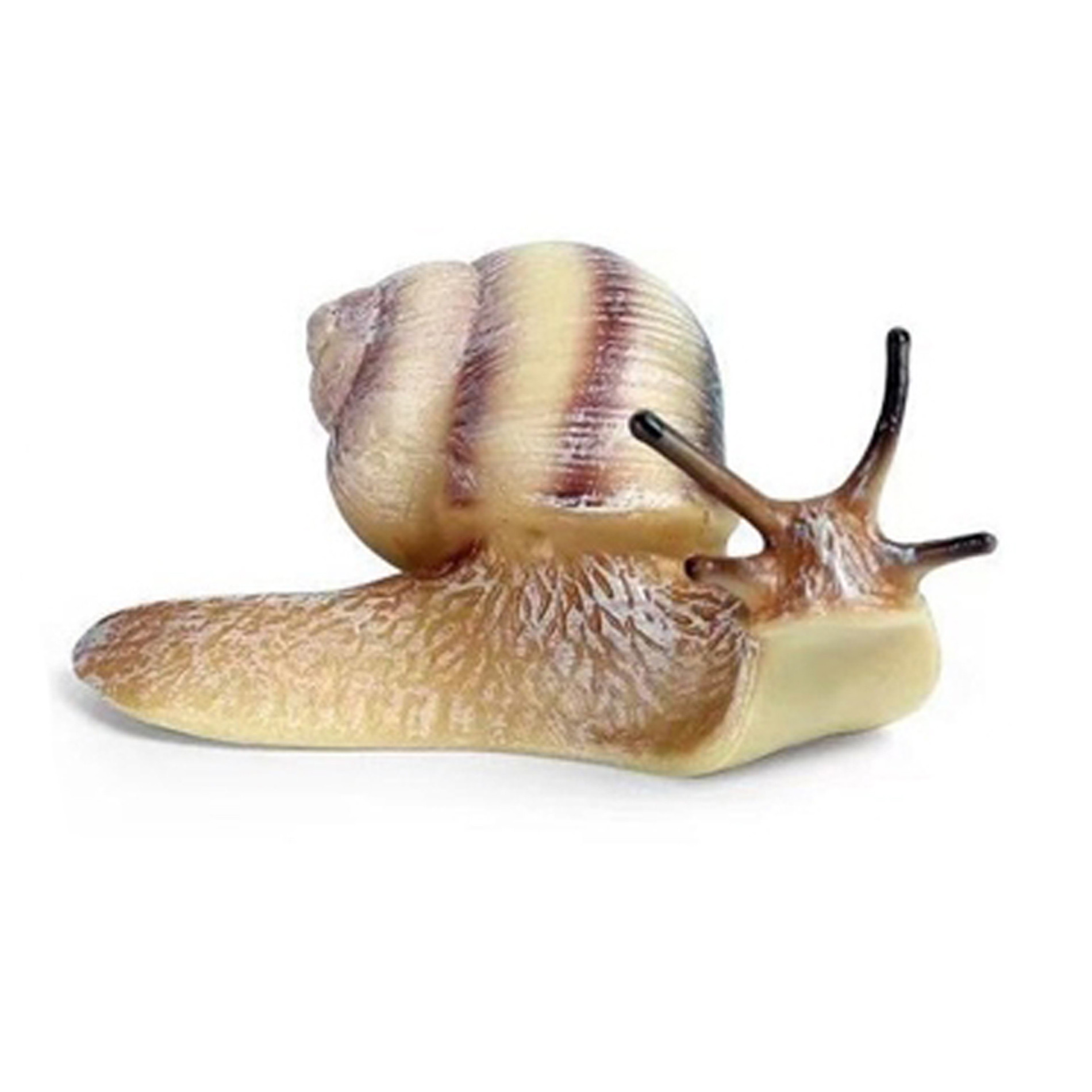 Hlemýžď 8 cm