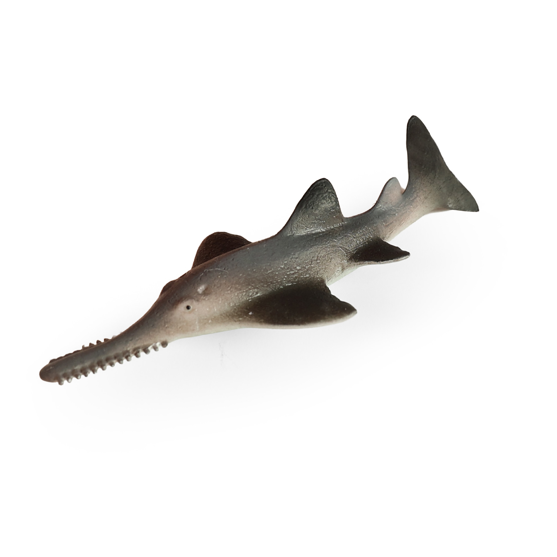 Morská ryba pilón mnohozubý 14 cm